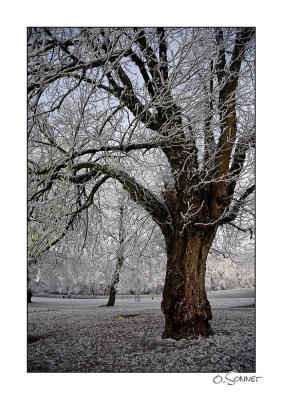 Vieil arbre enneig.jpg