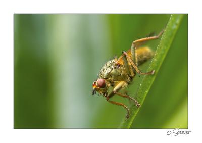 Mouche tige verte.jpg
