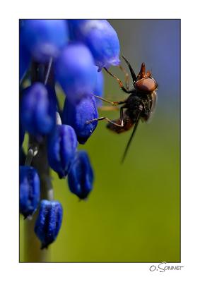 Mouche fleur bleue.jpg