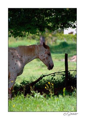 Cheval sous un arbre.jpg