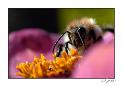 Abeille fleur.jpg