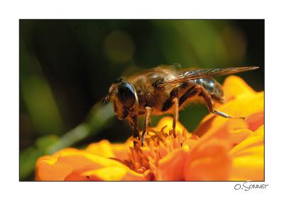 Abeille.jpg