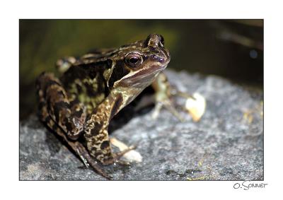 Grenouille.jpg