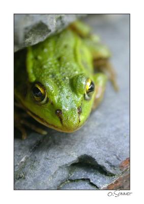 petite grenouille verte.jpg