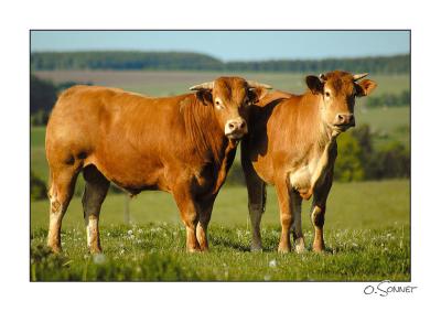 Vaches rousses.jpg