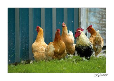 Coq et poules.jpg