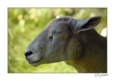 Mouton dort.jpg