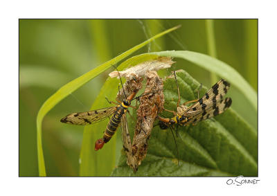Mouches scorpions en plein repas