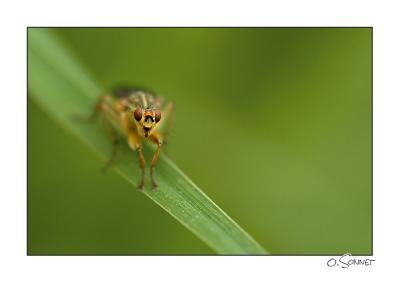 Mouches, abeilles...