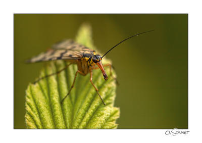 Mouche scorpion
