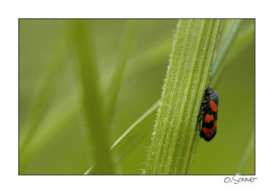 Cercope sanguignolent (ou rouge sang)