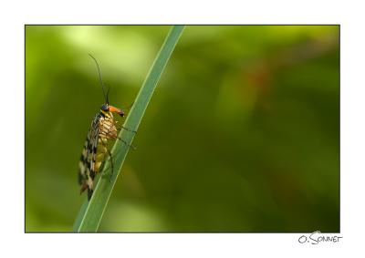 Mouche scorpion