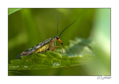 Mouche scorpion
