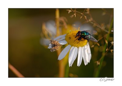 Mouche fleur papillon.jpg