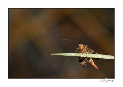 Mouche scorpion quilibre.jpg