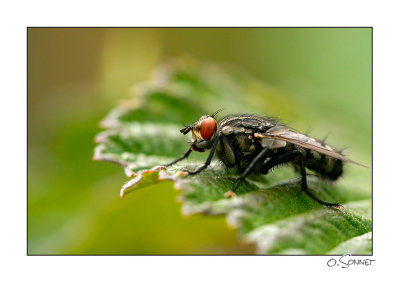 Mouche sur feuille.jpg