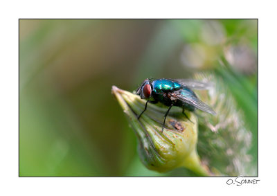 Mouche turquoise.jpg