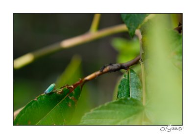 insecte vert turquoise.jpg