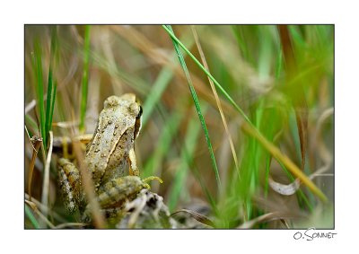 Grenouilles