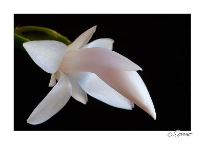 Fleur blanche2.jpg