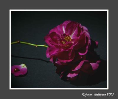 Rose Light Painting