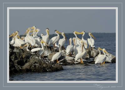 Lake of the Woods - Pelicans