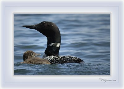 Loon - Mother and Baby