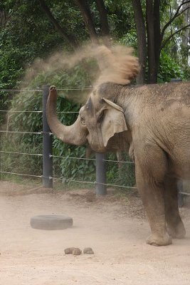 Melb Zoo Jan 08 113.jpg