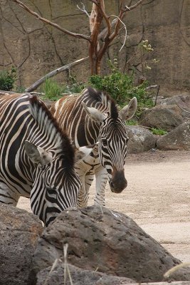 Melb Zoo Jan 08 126.jpg