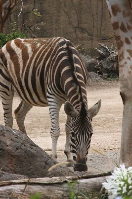 Melb Zoo Jan 08 129.jpg