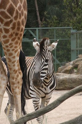Melb Zoo Jan 08 134.jpg