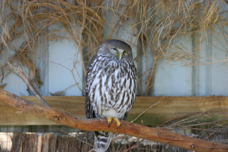 Barking Owl