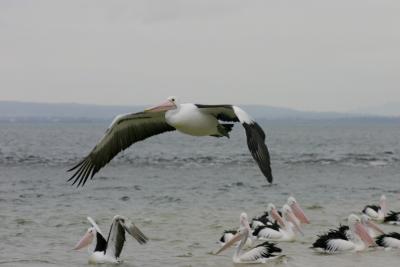 Pelican in Flight,  San Remo