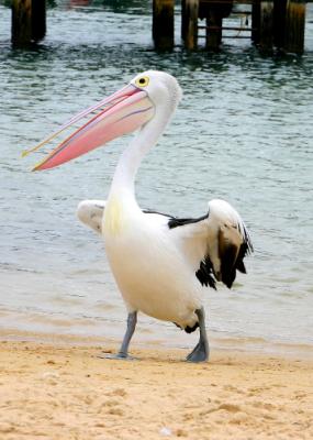 Posing Pelican