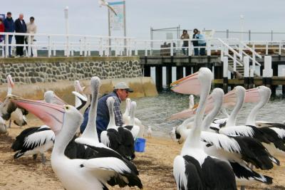 Pelicans feeding time at San Remo