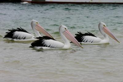 Pelicans at San Remo