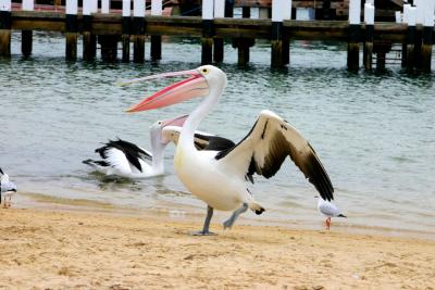 Pelican dance!