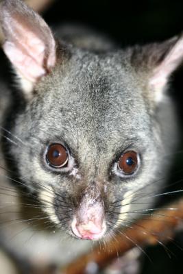 Australian Possum