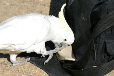White Sulphur Crested Cockatoo 2