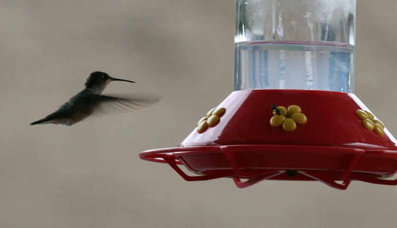 Hummingbird & Ants at Feeder