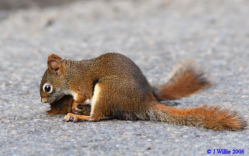 Red Squirrels