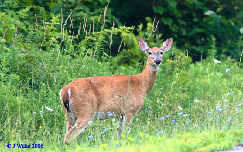 Whitetail Doe