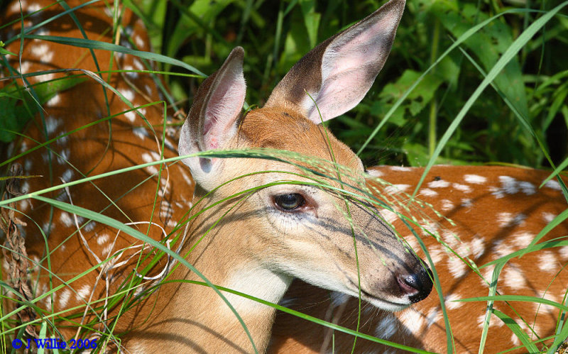 Whitetail Fawns