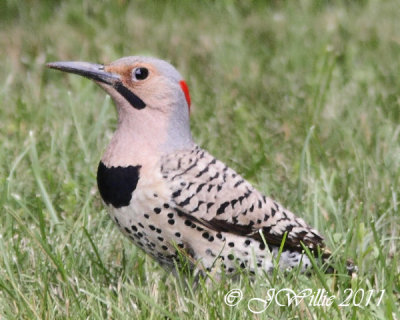 Northern Flicker