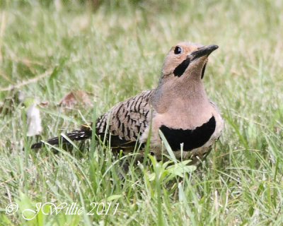 Northern Flicker