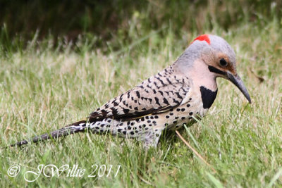 Northern Flicker