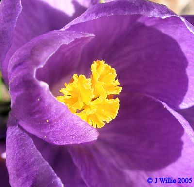 Crocus