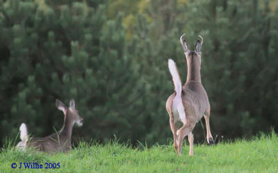 Whitetail Buck