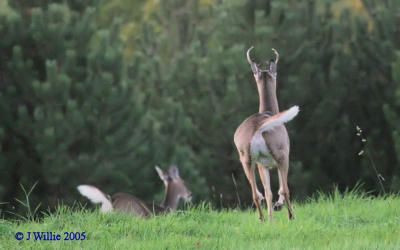 Whitetail Buck