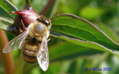 Honey Bee & Peony Bud